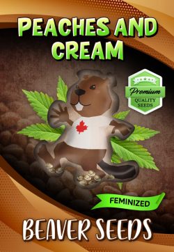 Peaches and Cream Strain Feminized Marijuana Seeds