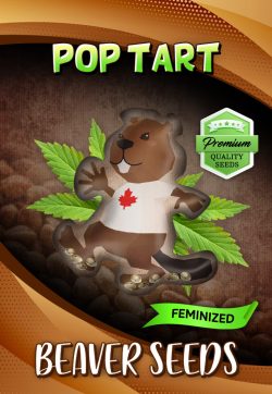 Pop Tart Strain Feminized Marijuana Seeds