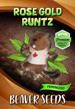 Rose Gold Runtz Strain Feminized Marijuana Seeds
