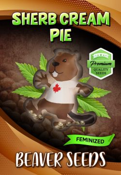 Sherb Cream Pie Strain Feminized Marijuana Seeds