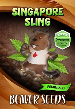 Singapore Sling Strain Feminized Marijuana Seeds