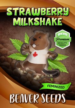 Strawberry Milkshake Strain Feminized Marijuana Seeds