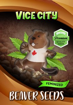 Vice City Strain Feminized Marijuana Seeds