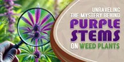 Unraveling the Mystery Behind Purple Stems on Weed Plants 1 min scaled