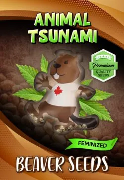 Animal Tsunami Strain Feminized Marijuana Seeds