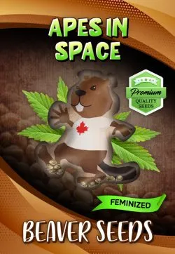 Apes in Space Strain Feminized Marijuana Seeds