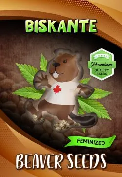 Biskante Strain Feminized Marijuana Seeds