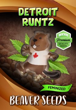 Detroit Runtz Strain Feminized Marijuana Seeds