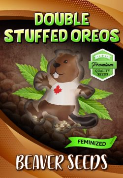 Double Stuffed Oreos Strain Feminized Marijuana Seeds