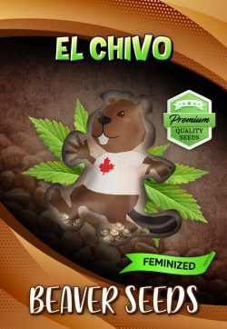 El Chivo Strain Feminized Marijuana Seeds