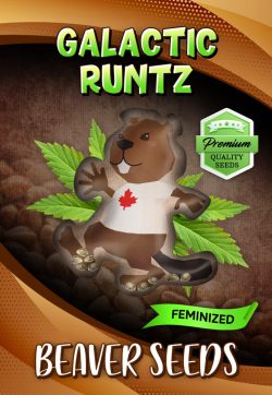 Galactic Runtz Strain Feminized Marijuana Seeds