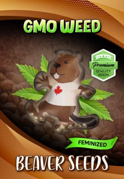 GMO Weed Strain Feminized Marijuana Seeds