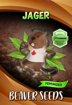 Jager Strain Feminized Marijuana Seeds