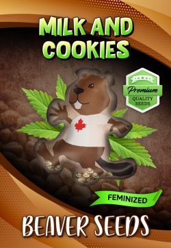Milk and Cookies Strain Feminized Marijuana Seeds