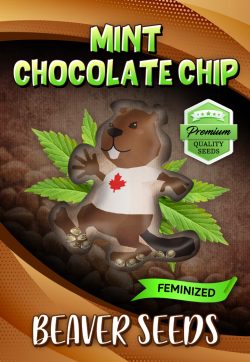 Mint Chocolate Chip Strain Feminized Marijuana Seeds