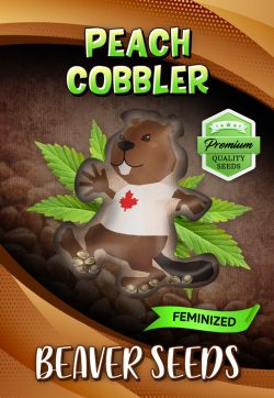Peach Cobbler Strain Feminized Marijuana Seeds