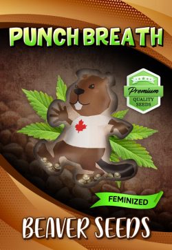 Punch Breath Strain Feminized Marijuana Seeds