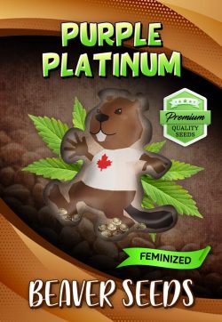 Purple Platinum Strain Feminized Marijuana Seeds