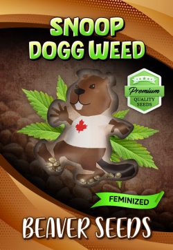 Snoop Dogg Weed Strain Feminized Marijuana Seeds