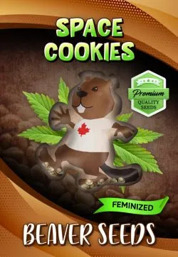 Space Cookies Strain Feminized Marijuana Seeds