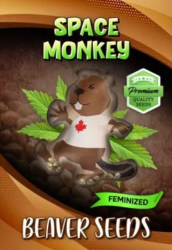 Space Monkey Strain Feminized Marijuana Seeds