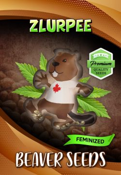 Zlurpee Strain Feminized Marijuana Seeds